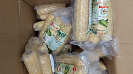 Fresh Cooked Frozen Maize