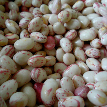 Organic fresh beans