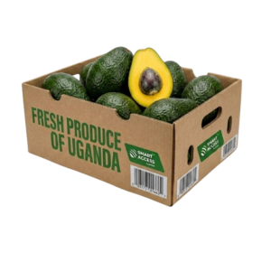 Avocado